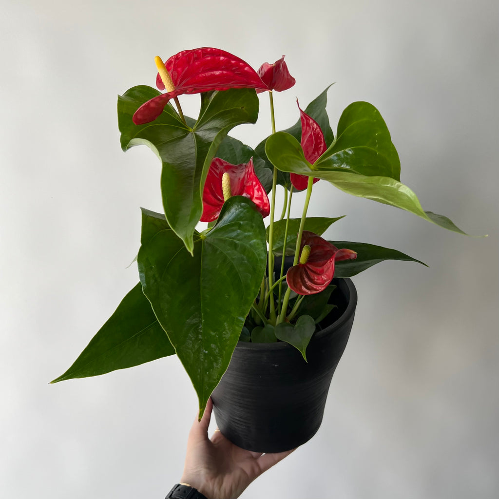 anthurium prix Aux Créations Florales | Plantes