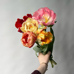 6 tulipes
