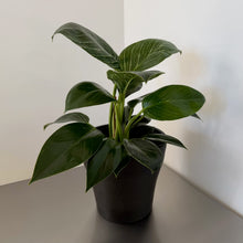 Philodendron birkin