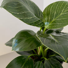 Philodendron birkin