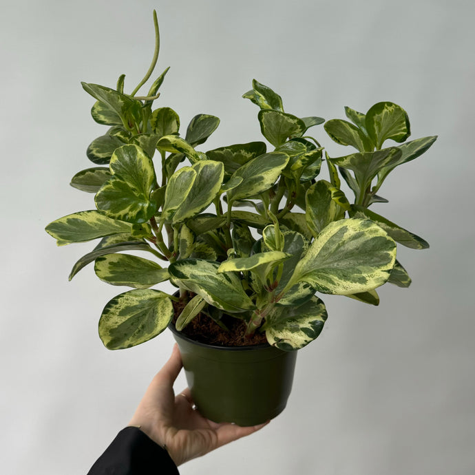 Peperomia obstusifolia panaché