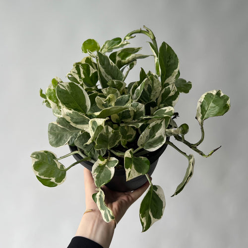 Pothos n'joy