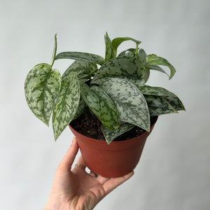 Pothos silver lady