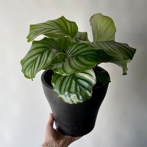 Calathea orbifolia