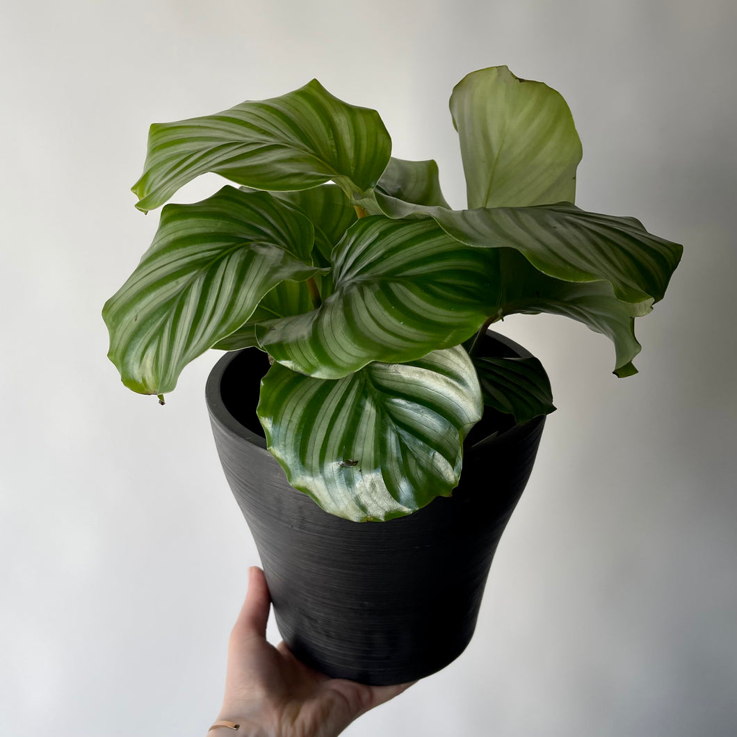 Calathea orbifolia