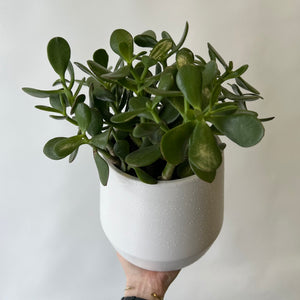 Crassula