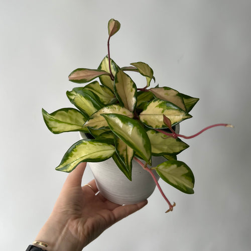 Hoya