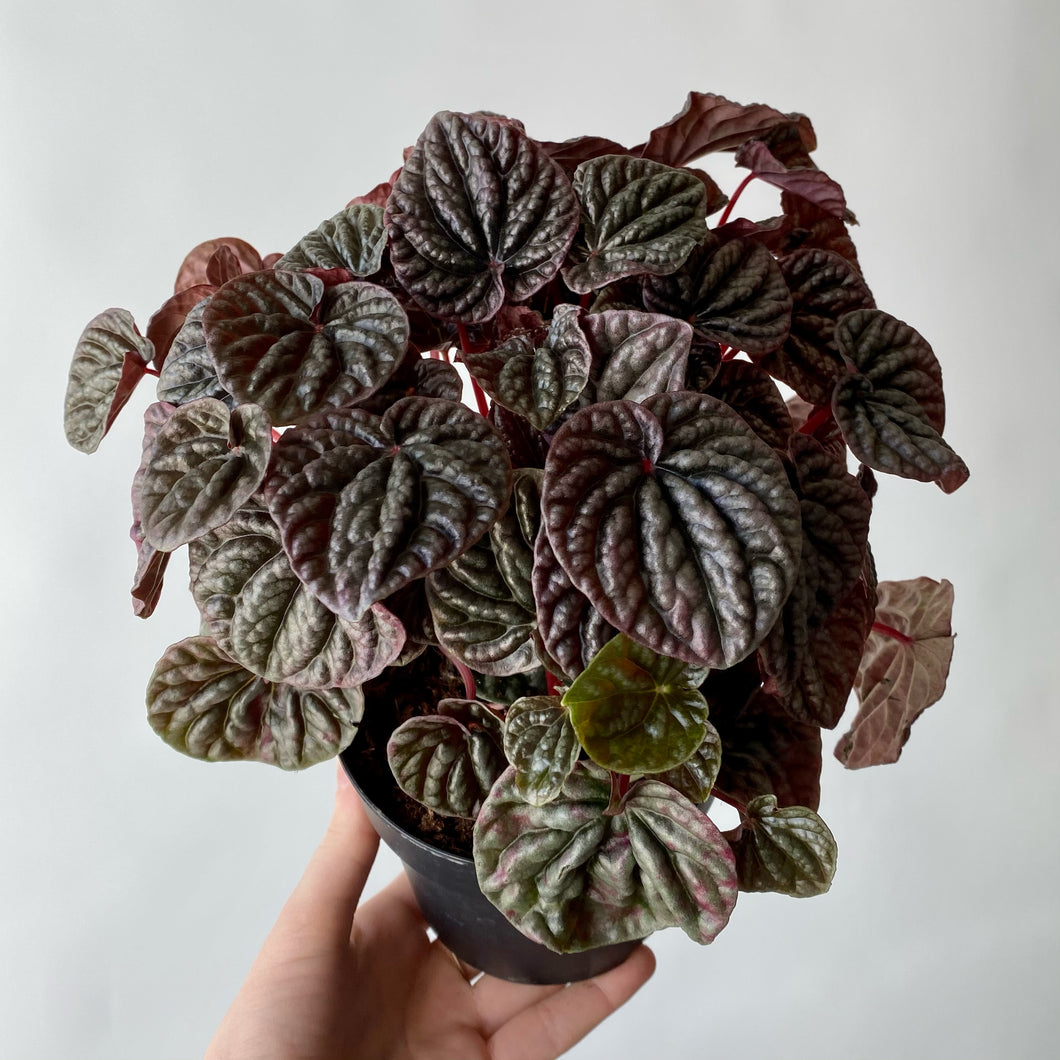 Peperomia caperata