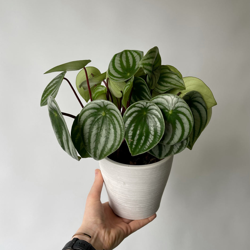 Peperomia melon d'eau