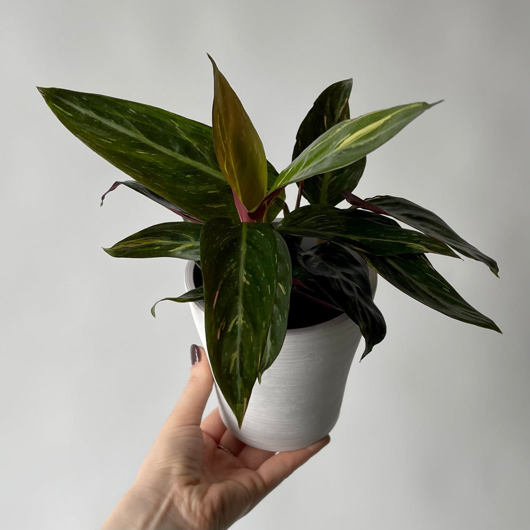 Stromanthe